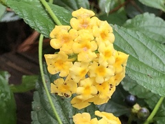 Lantana × hybrida