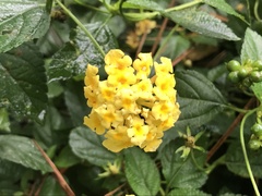 Lantana × hybrida