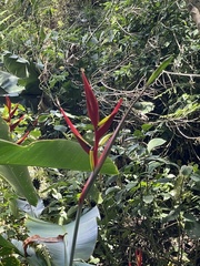 Heliconia hirsuta