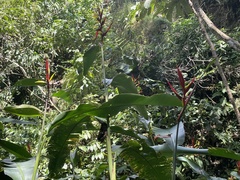 Heliconia hirsuta