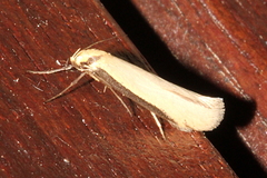 Philobota protecta