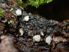 Propolis farinosa
