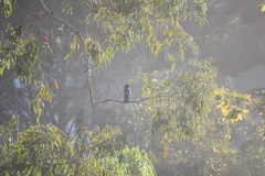 Corvus brachyrhynchos