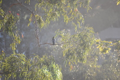 Corvus brachyrhynchos