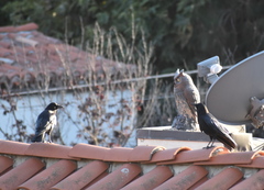 Corvus brachyrhynchos