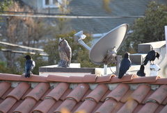 Corvus brachyrhynchos