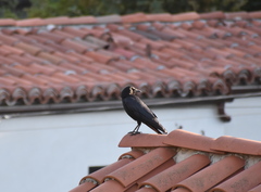 Corvus brachyrhynchos