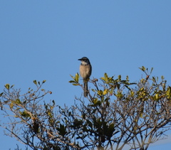 Aphelocoma californica