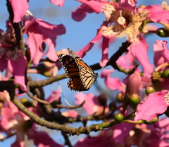Danaus plexippus