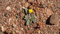 Camissoniopsis hirtella