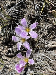 Oxalis laciniata