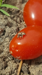 Habronattus klauseri