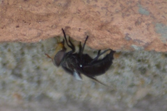 Copestylum spinigerum