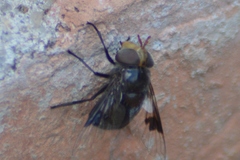 Copestylum spinigerum