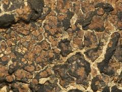 Placidium squamulosum