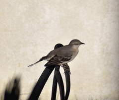 Mimus polyglottos