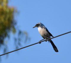 Aphelocoma californica