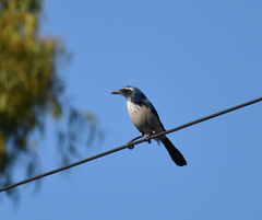 Aphelocoma californica