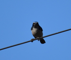 Aphelocoma californica