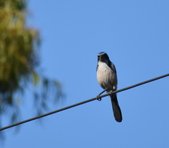 Aphelocoma californica