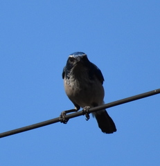 Aphelocoma californica