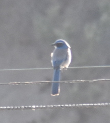 Aphelocoma californica