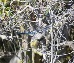 Aphelocoma californica