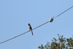 Aphelocoma californica