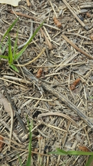 Habronattus klauseri