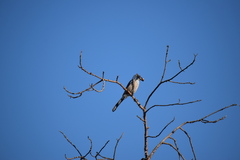 Aphelocoma californica