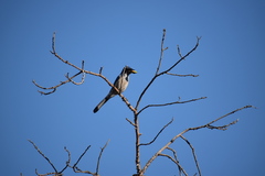 Aphelocoma californica