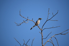 Aphelocoma californica