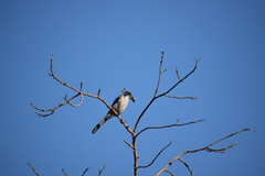 Aphelocoma californica