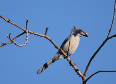 Aphelocoma californica
