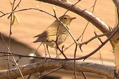 Catharus ustulatus