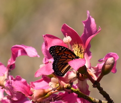 Danaus plexippus