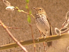 Catharus ustulatus