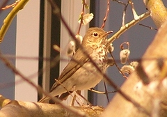 Catharus ustulatus