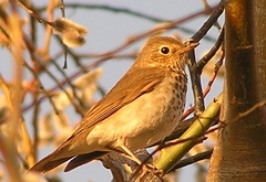 Catharus ustulatus