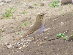 Catharus ustulatus