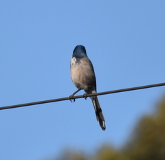 Aphelocoma californica