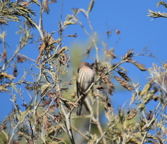 Haemorhous mexicanus