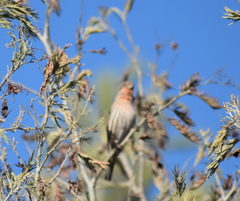 Haemorhous mexicanus