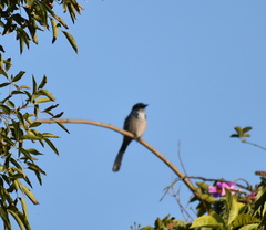 Aphelocoma californica