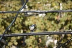 Aphelocoma californica