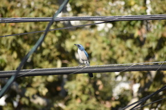 Aphelocoma californica