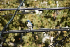 Aphelocoma californica