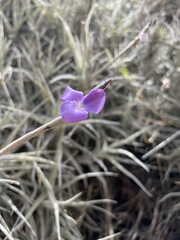 Tillandsia paleacea