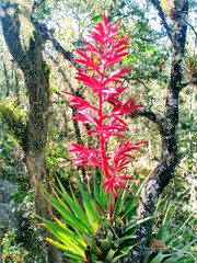 Tillandsia gymnobotrya