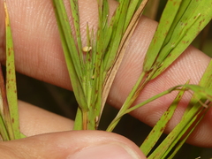 Dichanthelium bicknellii